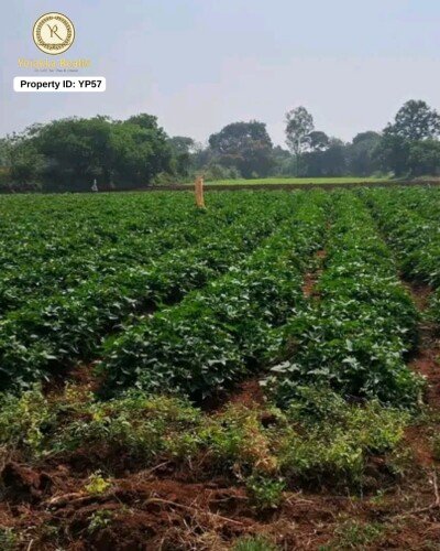 15 Gunta Agriculture Land for Sale in Belgundi, Near Ring Road