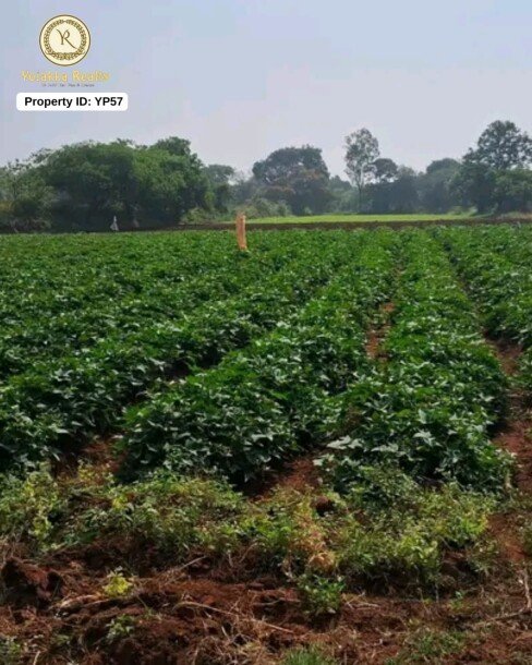 15 Gunta Agriculture Land for Sale in Belgundi, Near Ring Road-1